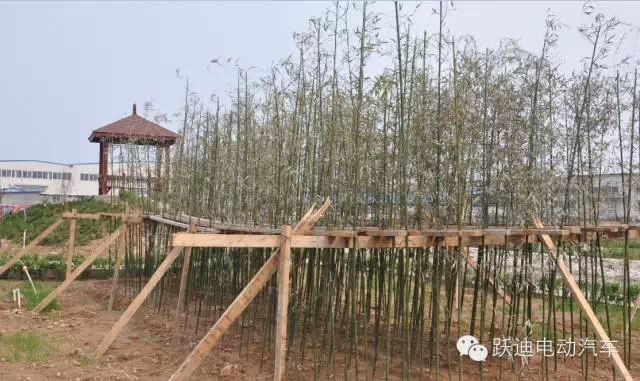 春暖花开、绿色跃迪---跃迪集团绿化工作进行中！