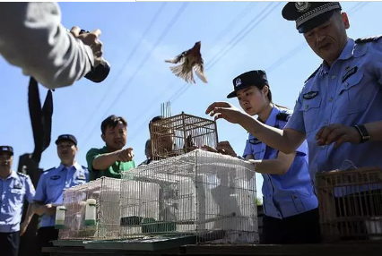 保护候鸟|跃迪移动警务室——北京首个湿地移动森林警务执法站